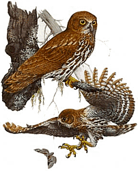 ��������� ����