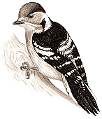 ����������� �����