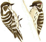 ���������� �����