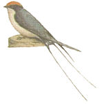 ����������� ��������