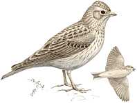 ����� ���������