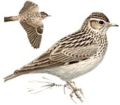 ������ ���������