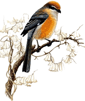 �������� ���������