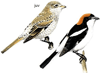 ������������� ���������