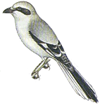 ������������ ���������