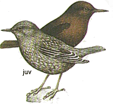 ����� ������