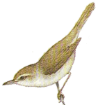 ������������� ���������