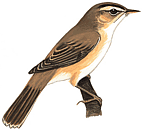 ������������� ���������