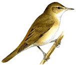 ������������ ���������