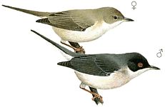 �������� ������