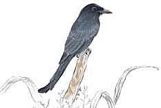 ������ ������