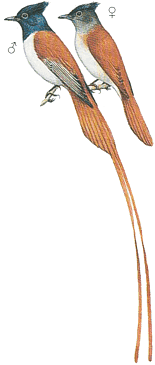 ������������ ���������