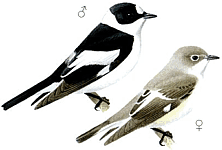 ���������-���������