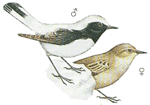 ��������� �������