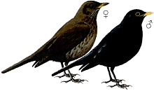 ������ �����