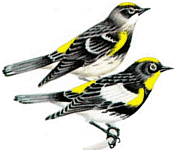 �������� �����