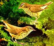 ������ �����