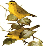 ����� ���������