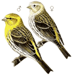 ����������� ������