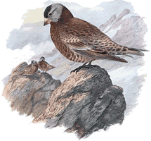 ������������ ������