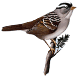 ���������� �������