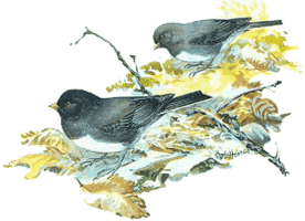 ����� ����