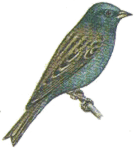 �������� �������