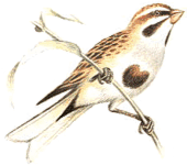 ������� ����������