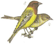 ������� �������