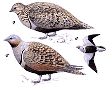 ����������� �����