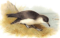 ����� �����������