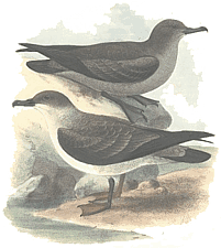 ����� �����������