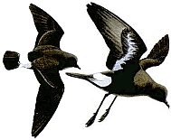 ������������ �������