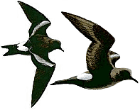 �������� �������