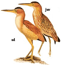 ��������� ����