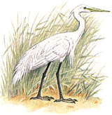 ����������� �����