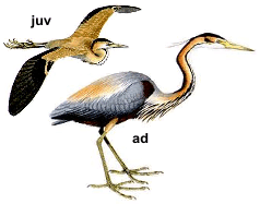 ����� �����