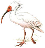 ����������� ����