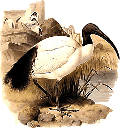 ��������� ����