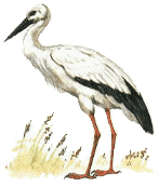 ��������������� ����