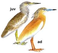 ������ �����