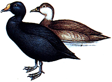 ������������ ������