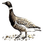 ������������ �������