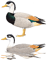 �������� �������