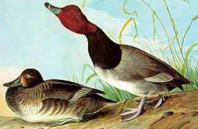 ������������ �������