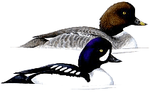 ���������� ������