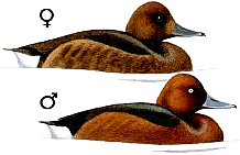 ���������� �������