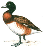 ������� ����