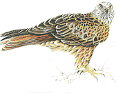 ������� ������