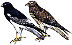 ����� ����. ����� � �����.